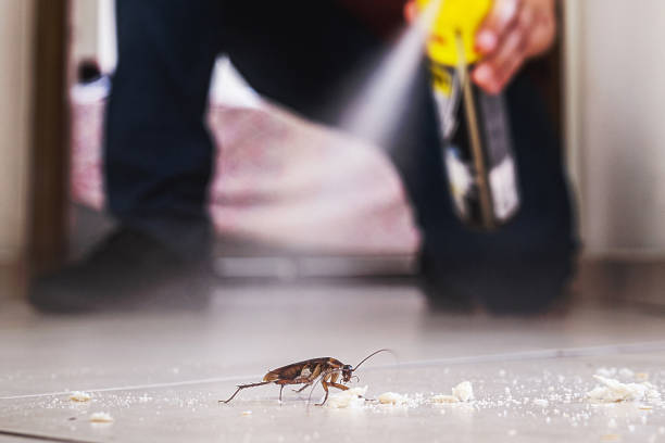 Best Cockroach Control Services  in Summerfield, NC